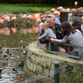 feeding the duck with grandpa9